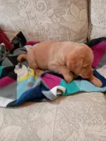 Amber, a female Labrador Retriever for sale in Winterset, IA – 4 of 8