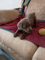 Sadie, a female Labrador Retriever for sale in Winterset, IA – 3 of 3