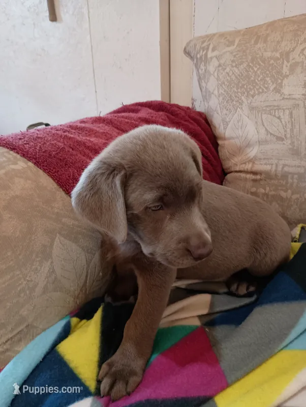 Maddie – Labrador Retriever puppy for sale in Winterset, IA