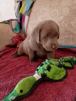 Madison, a female Labrador Retriever for sale in Winterset, IA – 3 of 3