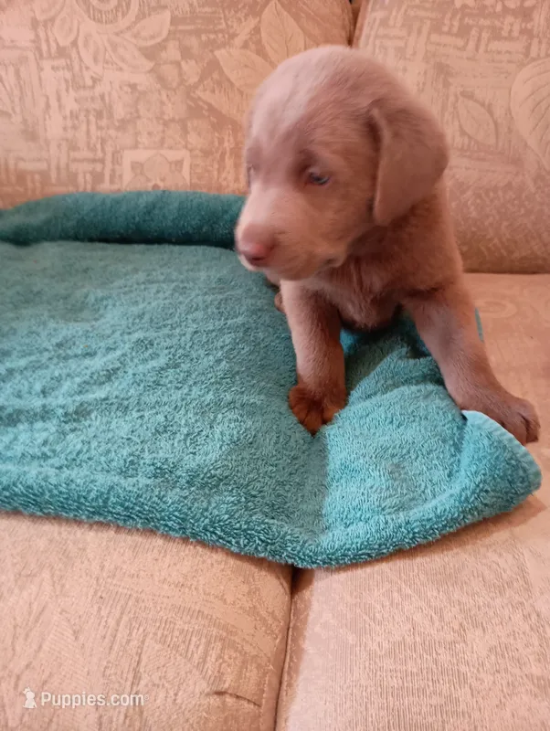 Sam – Labrador Retriever puppy for sale in Winterset, IA
