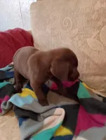 Axle, a male Labrador Retriever for sale in Winterset, IA – 2 of 8