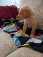 Sadie, a female Labrador Retriever for sale in Winterset, IA – 4 of 9