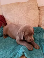 Dixie, a female Labrador Retriever for sale in Winterset, IA – 4 of 5