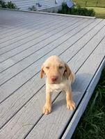 Amber, a female Labrador Retriever for sale in Winterset, IA – 2 of 10