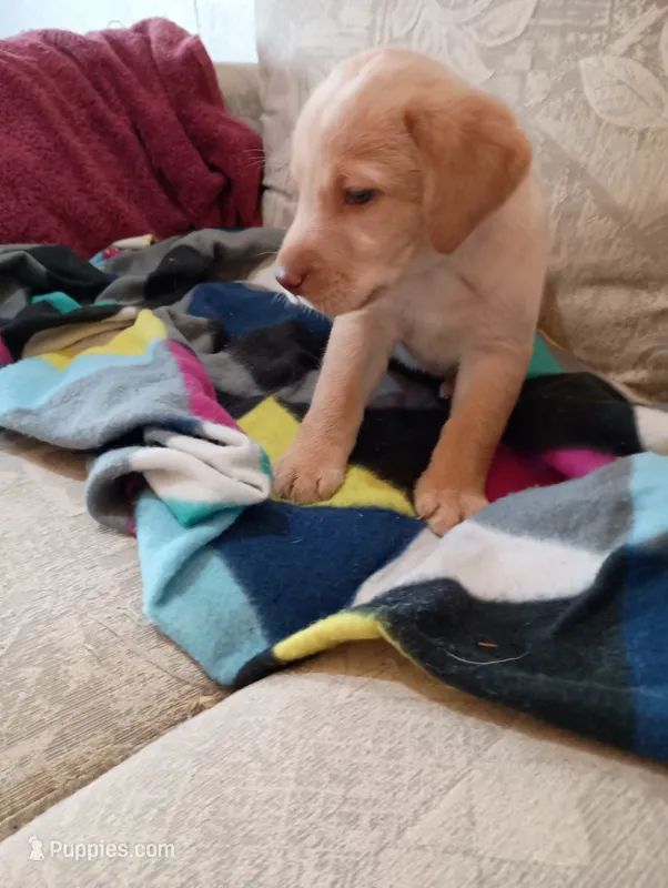 Sadie – Labrador Retriever puppy for sale in Winterset, IA