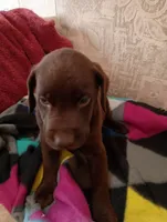 Axle, a male Labrador Retriever for sale in Winterset, IA – 3 of 8