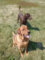 Amber, a female Labrador Retriever for sale in Winterset, IA – 7 of 8
