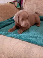 Scout, a male Labrador Retriever for sale in Winterset, IA – 1 of 3