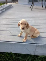 Amber, a female Labrador Retriever for sale in Winterset, IA – 3 of 10