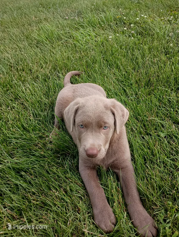 Maddie – Labrador Retriever puppy for sale in Winterset, IA