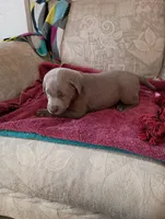 Bell, a female Labrador Retriever for sale in Winterset, IA – 3 of 3