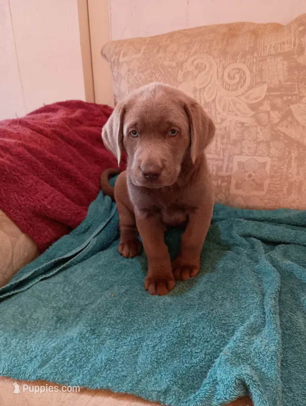 Sam – Labrador Retriever puppy for sale in Winterset, IA