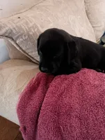 June, a female Labrador Retriever for sale in Winterset, IA – 2 of 6