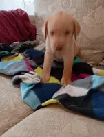 Sadie, a female Labrador Retriever for sale in Winterset, IA – 2 of 9