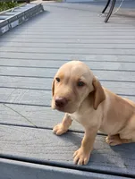 Amber, a female Labrador Retriever for sale in Winterset, IA – 4 of 10