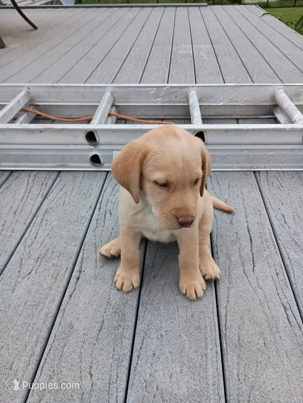 Sadie – Labrador Retriever puppy for sale in Winterset, IA