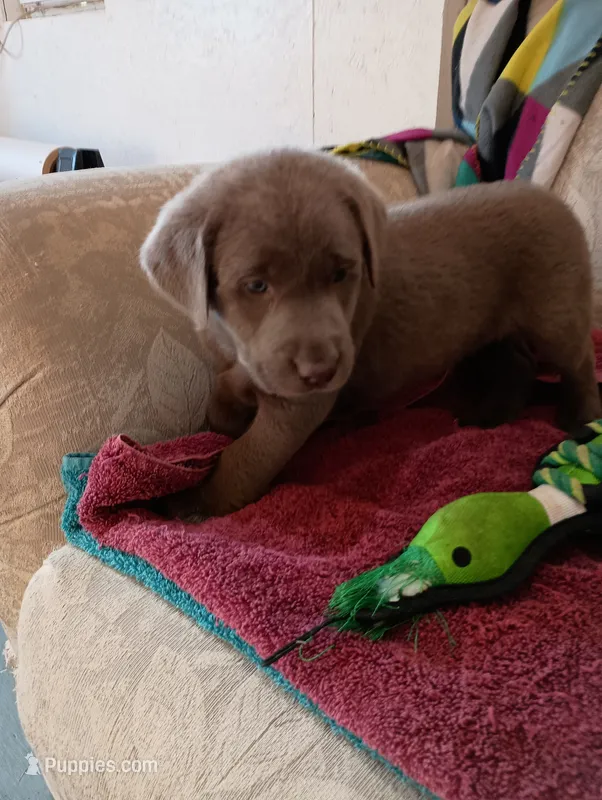 Madison – Labrador Retriever puppy for sale in Winterset, IA