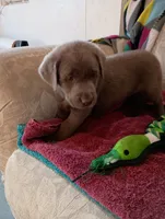 Madison, a female Labrador Retriever for sale in Winterset, IA – 1 of 3