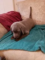 Dixie, a female Labrador Retriever for sale in Winterset, IA – 3 of 5