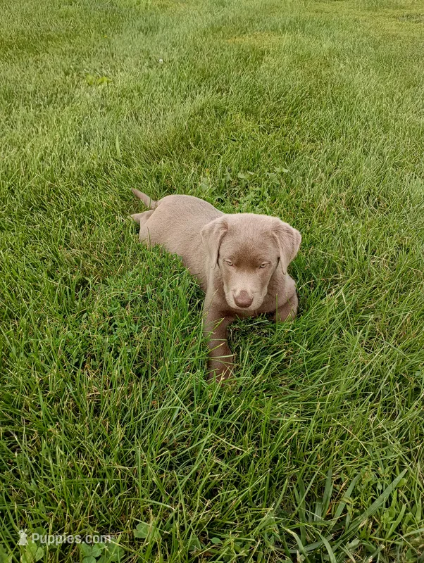 Dixie – Labrador Retriever puppy for sale in Winterset, IA