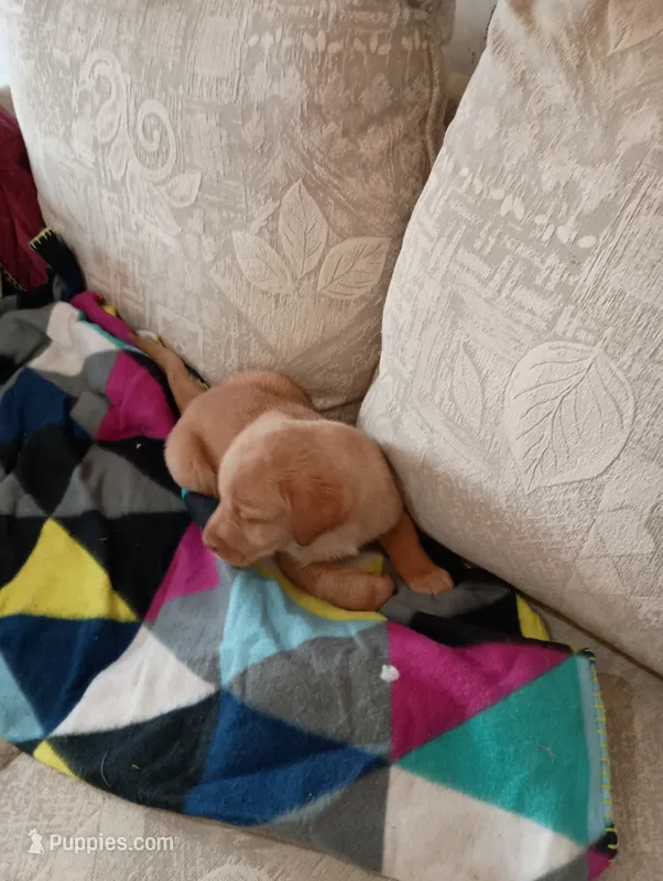 Amber – Labrador Retriever puppy for sale in Winterset, IA
