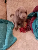 Scout, a male Labrador Retriever for sale in Winterset, IA – 2 of 3