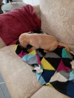 Sadie, a female Labrador Retriever for sale in Winterset, IA – 6 of 9