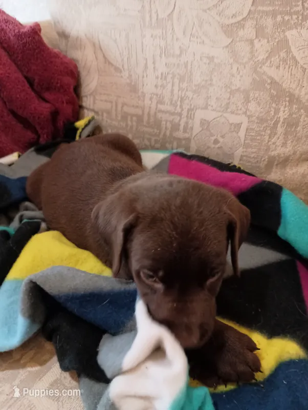 Axle – Labrador Retriever puppy for sale in Winterset, IA