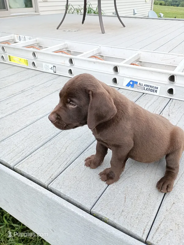 Axle – Labrador Retriever puppy for sale in Winterset, IA