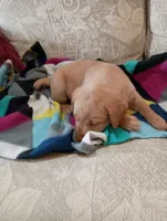 Amber, a female Labrador Retriever for sale in Winterset, IA – 3 of 8