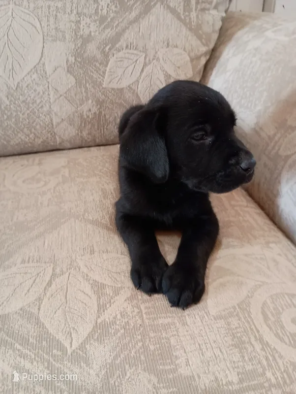 June – Labrador Retriever puppy for sale in Winterset, IA