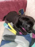 June, a female Labrador Retriever for sale in Winterset, IA – 1 of 6