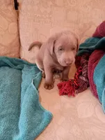 Scout, a male Labrador Retriever for sale in Winterset, IA – 3 of 3