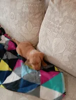 Amber, a female Labrador Retriever for sale in Winterset, IA – 5 of 8