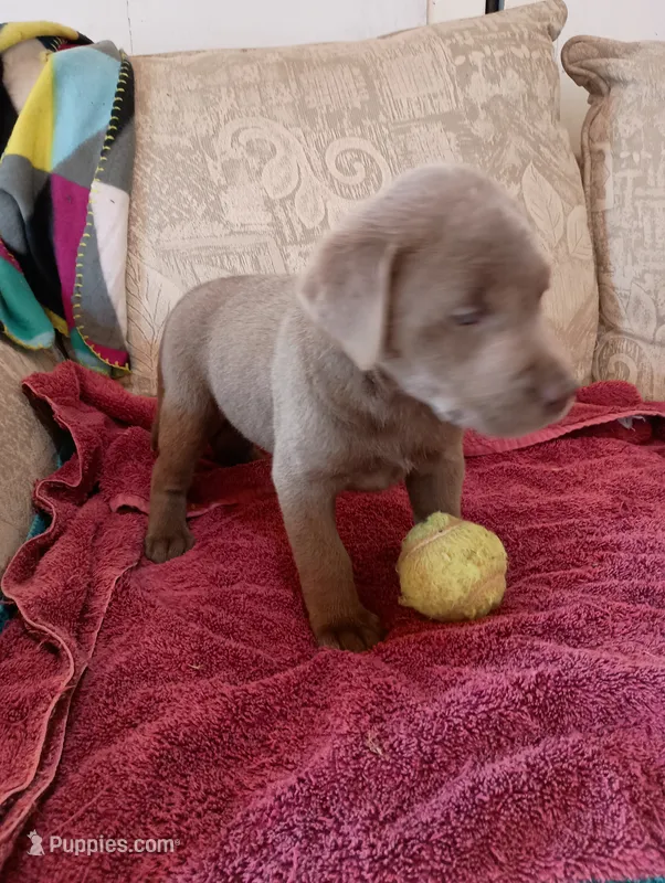 Sadie – Labrador Retriever puppy for sale in Winterset, IA