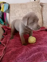 Sadie, a female Labrador Retriever for sale in Winterset, IA – 1 of 3