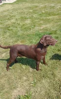 Amber, a female Labrador Retriever for sale in Winterset, IA – 10 of 10