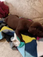 Axle, a male Labrador Retriever for sale in Winterset, IA – 5 of 8