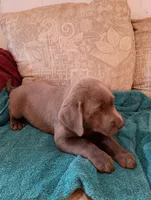Dixie, a female Labrador Retriever for sale in Winterset, IA – 2 of 5