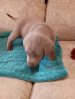 Sam, a male Labrador Retriever for sale in Winterset, IA – 2 of 3
