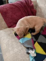 Sadie, a female Labrador Retriever for sale in Winterset, IA – 5 of 9