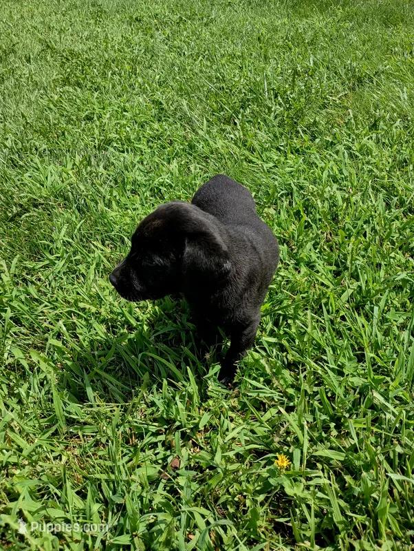 June – Labrador Retriever puppy for sale in Winterset, IA