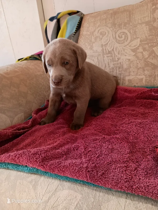 Bell – Labrador Retriever puppy for sale in Winterset, IA
