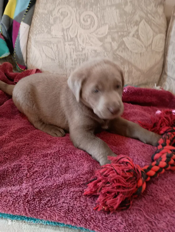 Bell – Labrador Retriever puppy for sale in Winterset, IA