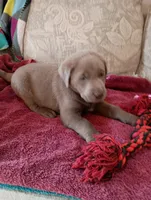 Bell, a female Labrador Retriever for sale in Winterset, IA – 1 of 3
