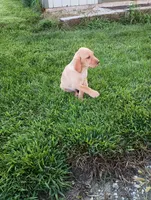 Amber, a female Labrador Retriever for sale in Winterset, IA – 7 of 10
