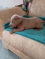 Sam, a male Labrador Retriever for sale in Winterset, IA – 3 of 3
