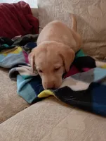 Sadie, a female Labrador Retriever for sale in Winterset, IA – 3 of 9