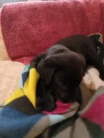 June, a female Labrador Retriever for sale in Winterset, IA – 3 of 6